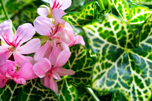 Pink flowers with lush green leaves in Salento, Colombia