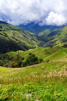 Lush green landscape in Quindio, Colombia near the town of Salento