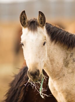 Adoptable horses on site in Oregon near Burns