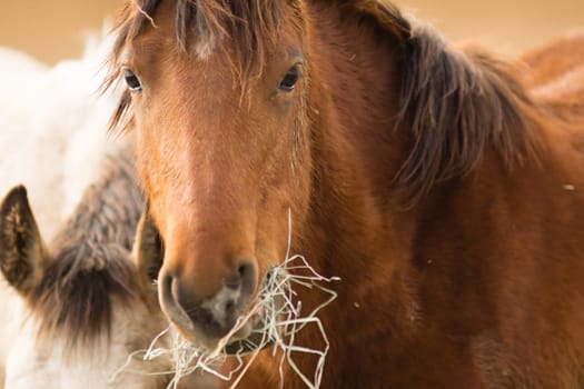 Adoptable horses on site in Oregon near Burns