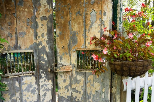 Flowers hanging next to an old rustic wooden door in Salento, Colombia