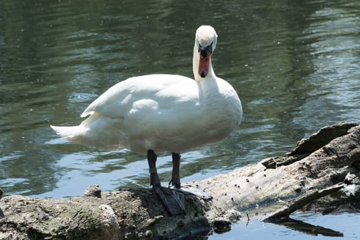 White swan stands on a tree trunk in the lake.