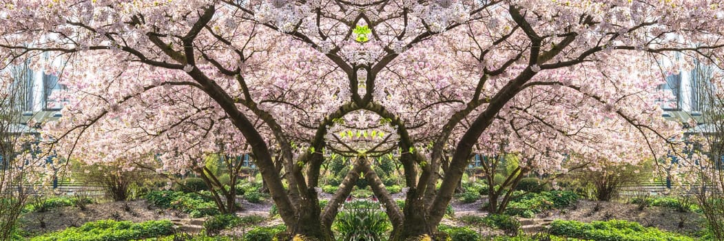 Panorama,pink tree blossoms in spring against a blue sky...