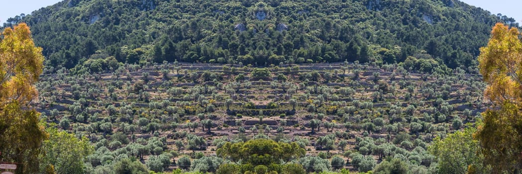Landscape panorama,Cultivated terraced fields near Banyalbufar on the island of Mallorca,Spain.
