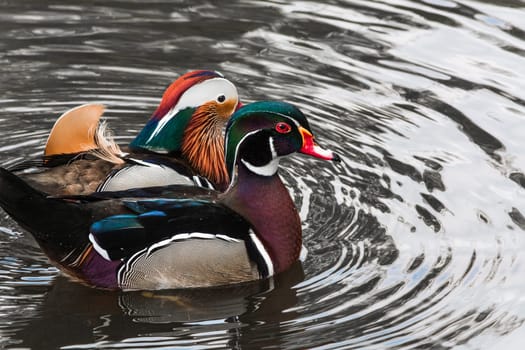 Close-up mandarin ducks (Aix galericulata) swimming on a pond.