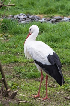 Adult stork in its natural habitat..