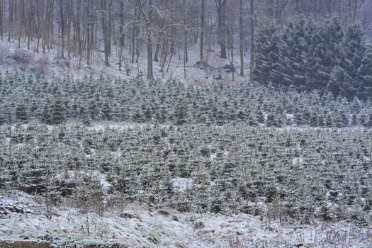 Mystical and picturesque fir forest in beautiful winter..