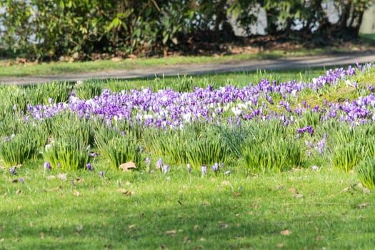 Various purple crocuses in spring on a meadow..