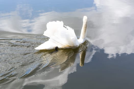 White hump Swan swims on a lake. The blue sky is reflected in the water.