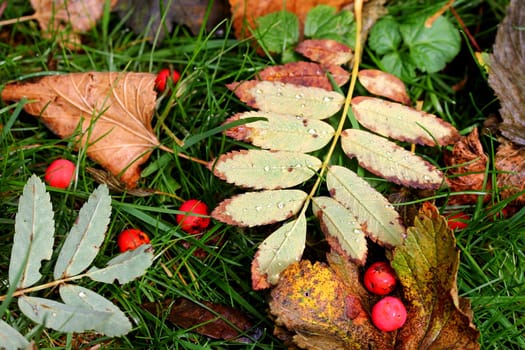 Autumn leaves and rowan berries with raindrops. Colourful variety in autumn