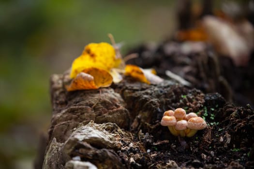 autumnal tree trunk