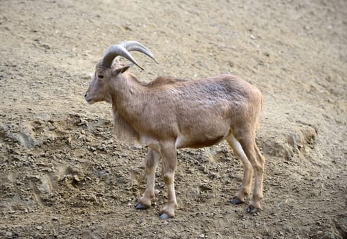One ammotragus lervia or barbary sheep at zoo