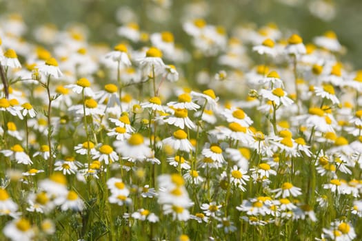 thickets of chamomile on a meadow