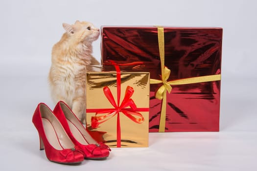 The cat sniffs the gift boxes that are next to the red lady's high-heeled shoes