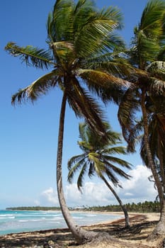 Palm trees on the beach