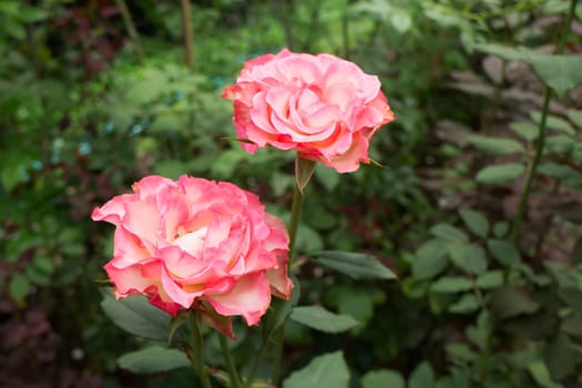 Pink roses bush in the garden, stock photo