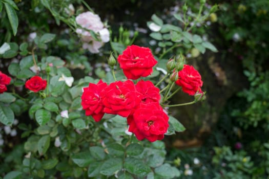 Red roses bush in the garden, stock photo