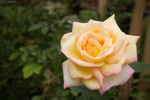 Yellow roses bush in the garden, stock photo