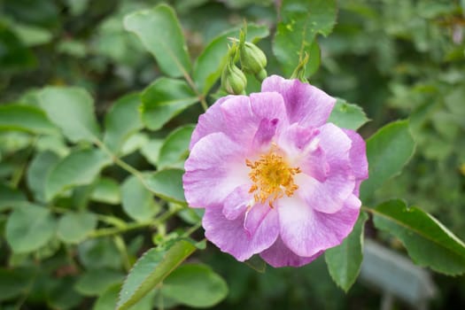 Violet rose bush in the garden, stock photo