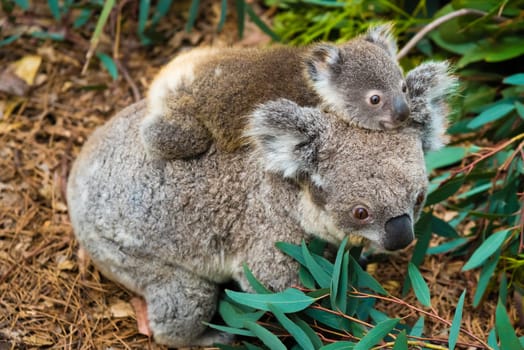 Australian koala bear native animal with baby on the back.