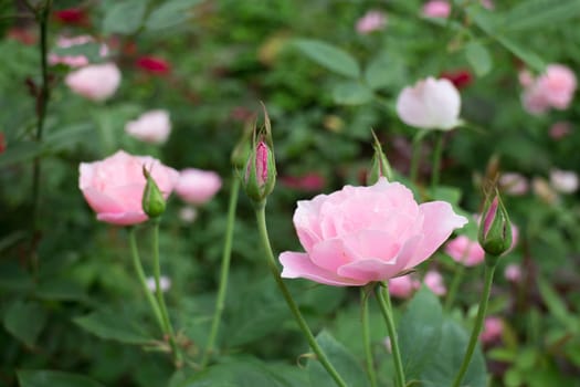 Pink roses bush in the garden, stock photo