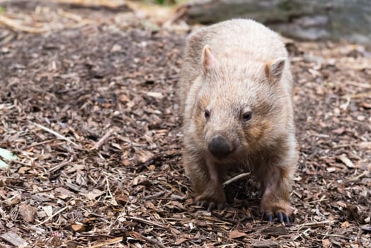 Close-up on Australian wombat
