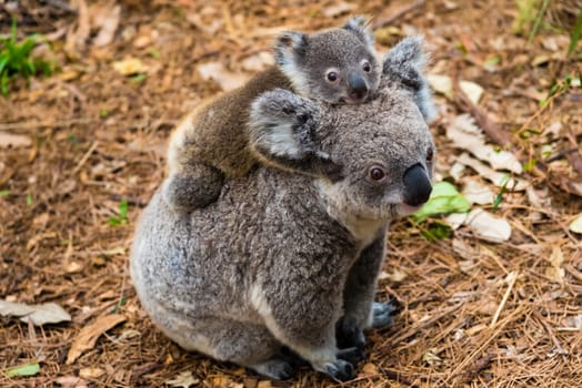 Australian koala bear native animal with baby on the back.