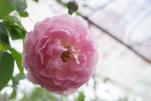 Pink roses bush in the garden, stock photo