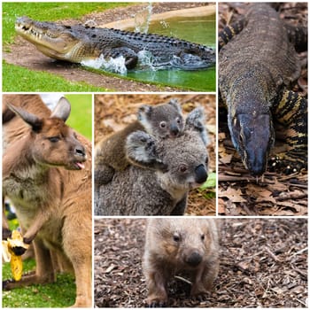Photo collage of Australian native wildlife