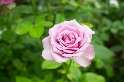 Violet rose bush in the garden, stock photo