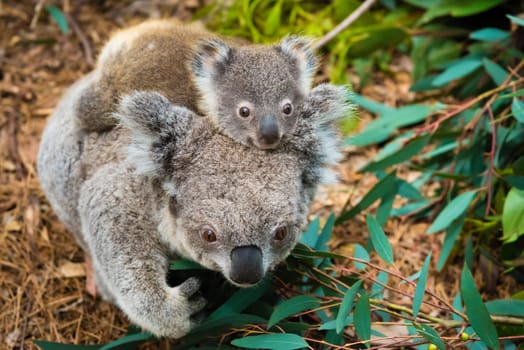Australian koala bear native animal with baby on the back.