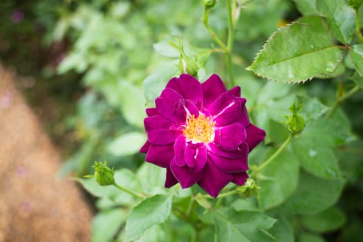Violet rose bush in the garden, stock photo