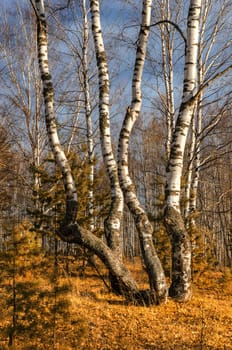 In autumn woods among birches in the woods of Russia