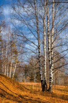 In autumn woods among birches in the woods of Russia