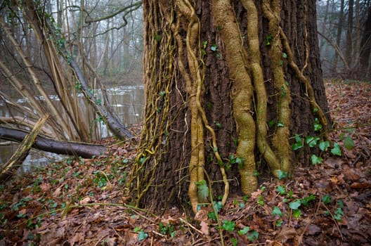 tree covered with ivy lianas in an autumn forest