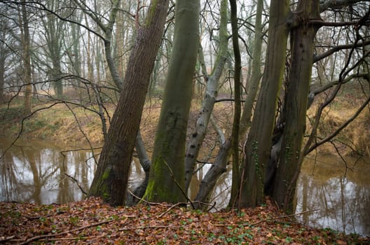 group of trees along a small river