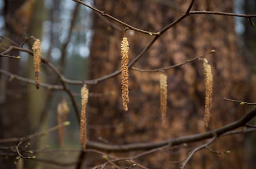 closeup of a filbert tree in an autumn forest