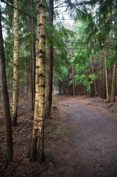 footpath through an autumn forest