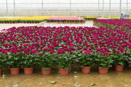cultivation of flowers in a commercial greenhouse in the netherlands