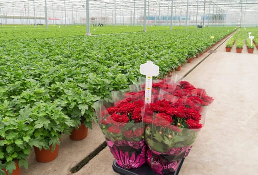 interior of a commercial greenhouse in the netherlands