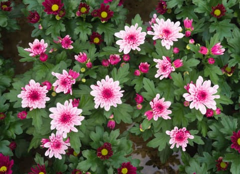 closeup of blooming flowers in a commercial greenhouse in the netherlands