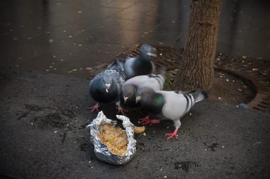 four pigeons eating waste bread in a city