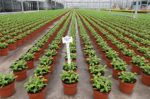 cultivation of flowers in a commercial greenhouse in the netherlands
