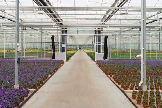 interior of a greenhouse growing flowers in the netherlands