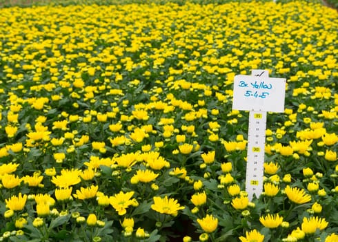 blooming bright yellow flowers in a commercial greenhouse in the netherlands