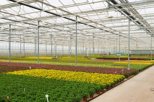 interior of a greenhouse growing flowers in the netherlands