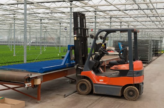 forklift truck for transplanting plants in a commercial greenhouse in the netherlands