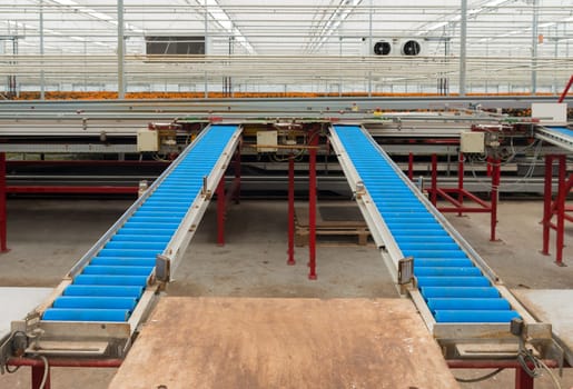 blue conveyor-belt in a commercial greenhouse in the netherlands