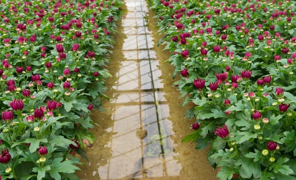 cultivation of flowers in a commercial greenhouse in the netherlands