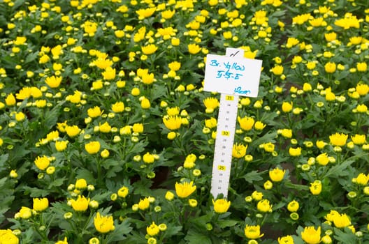 closeup of blooming flowers in a commercial greenhouse in the netherlands